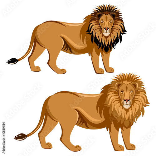 Photography Lion