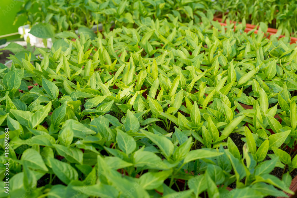 pepper seedlings growing in a greenhouse pepper seedlings growing in a greenhouse