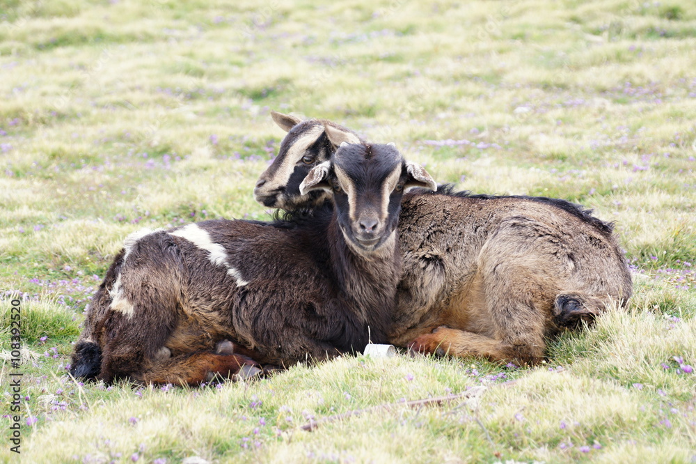 Two goats on pasture in Geech camp, Simien mountains, Ethiopia Two goats on pasture in Geech camp, Simien mountains, Ethiopia