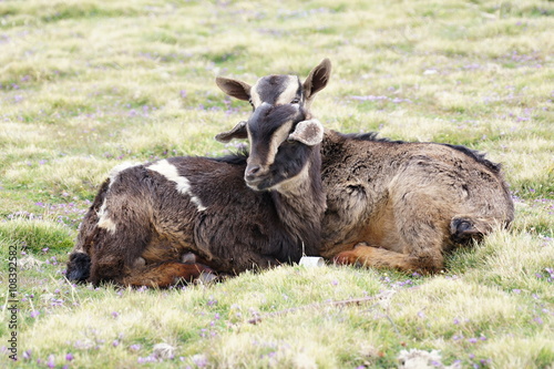 Two goats on pasture in Geech camp, Simien mountains, Ethiopia photo
