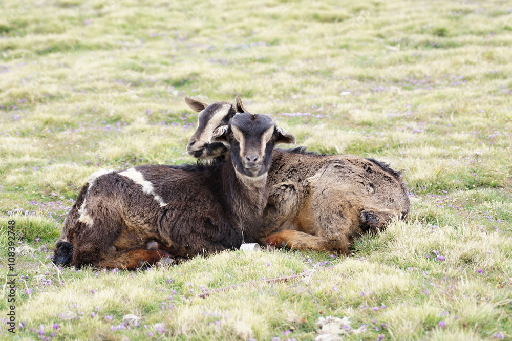 Two goats on pasture in Geech camp, Simien mountains, Ethiopia Two goats on pasture in Geech camp, Simien mountains, Ethiopia