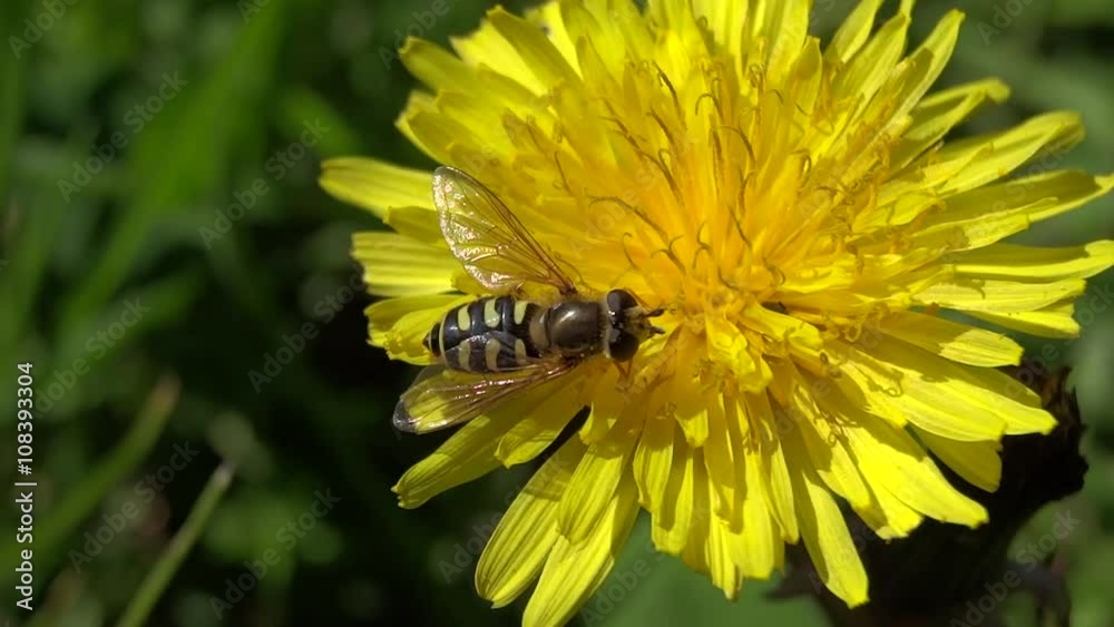Syrphe sur fleur jaune.