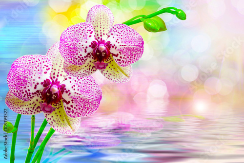 Orchid flower close up