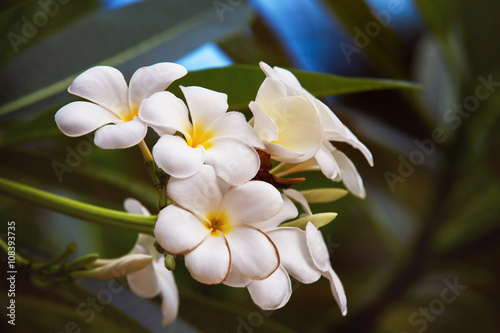 Closeup image of tiare flowers at green outdoors background photo