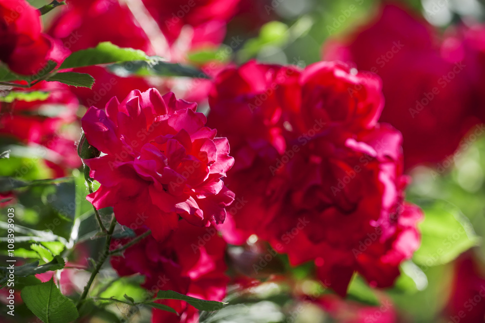 Summer background with blooming rose bush, selective focus, shal Summer background with blooming rose bush, selective focus, shal