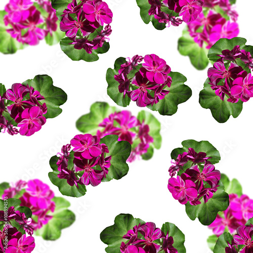 Fototapeta Naklejka Na Ścianę i Meble -  Delicate floral background. Pelargonium 