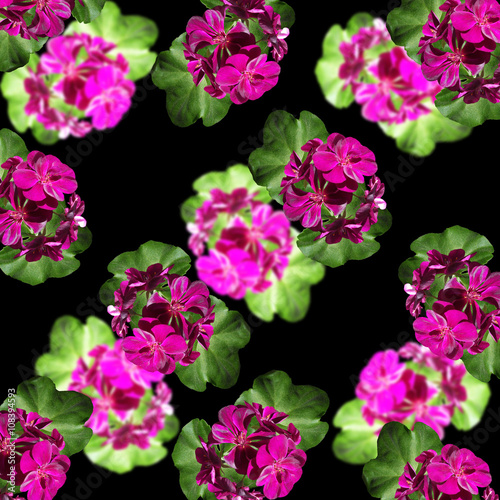 Fototapeta Naklejka Na Ścianę i Meble -  Delicate floral background. Pelargonium 