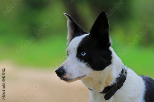 border collie