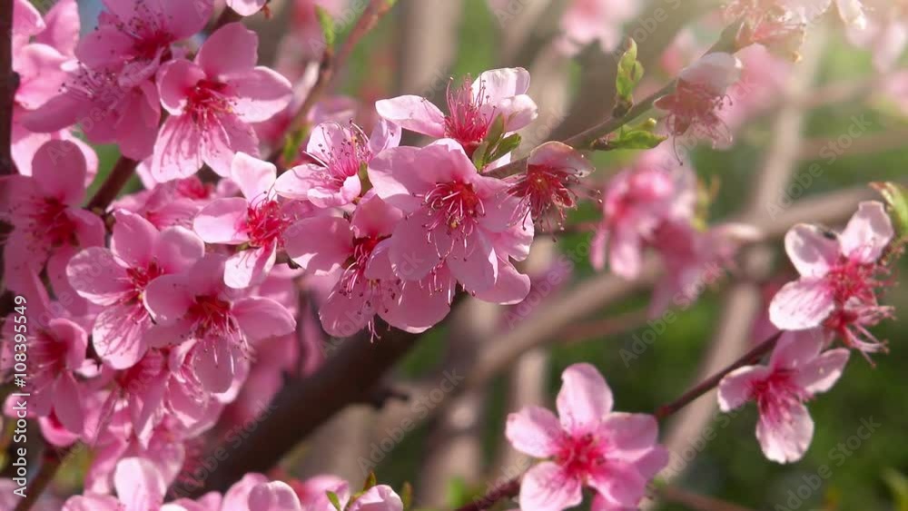 Spring pink blossoming of peach tree branch, detail from an orchard on a sunny april day.