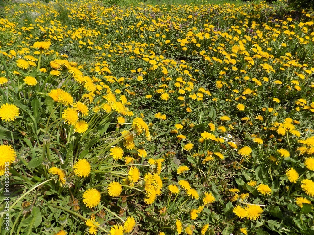 Obraz premium Many dandelions on meadow