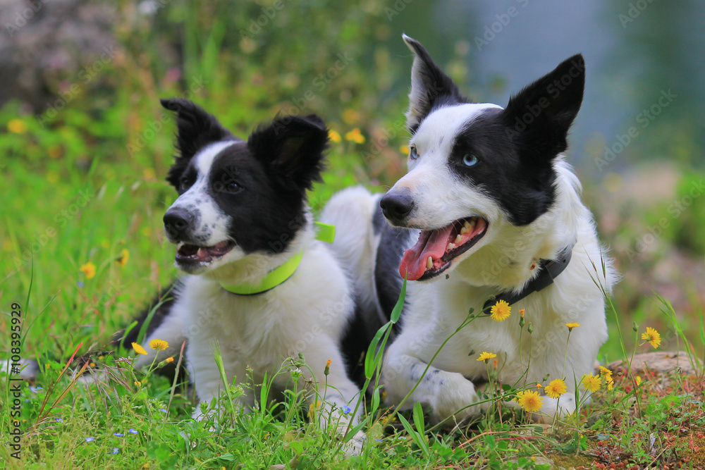 border collie adult and puppy