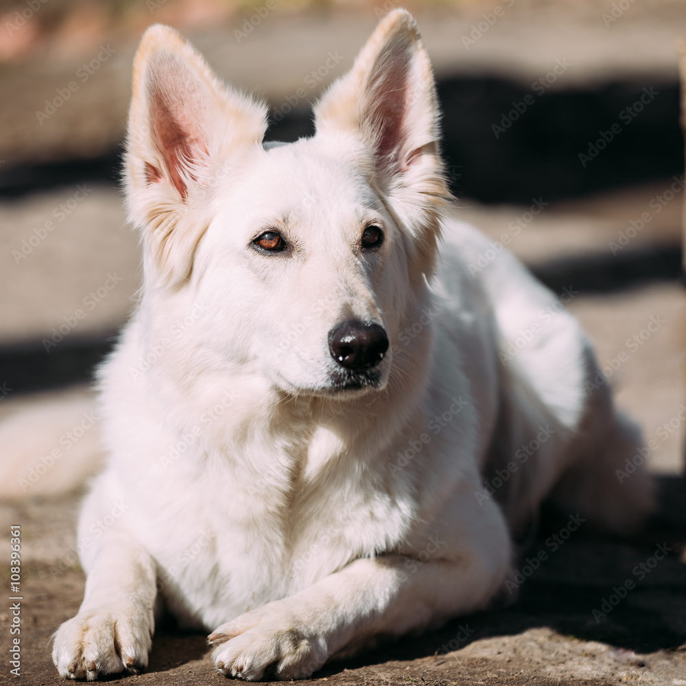 Obraz premium Funny White Swiss Shepherd Dog Berger Blanc Suisse