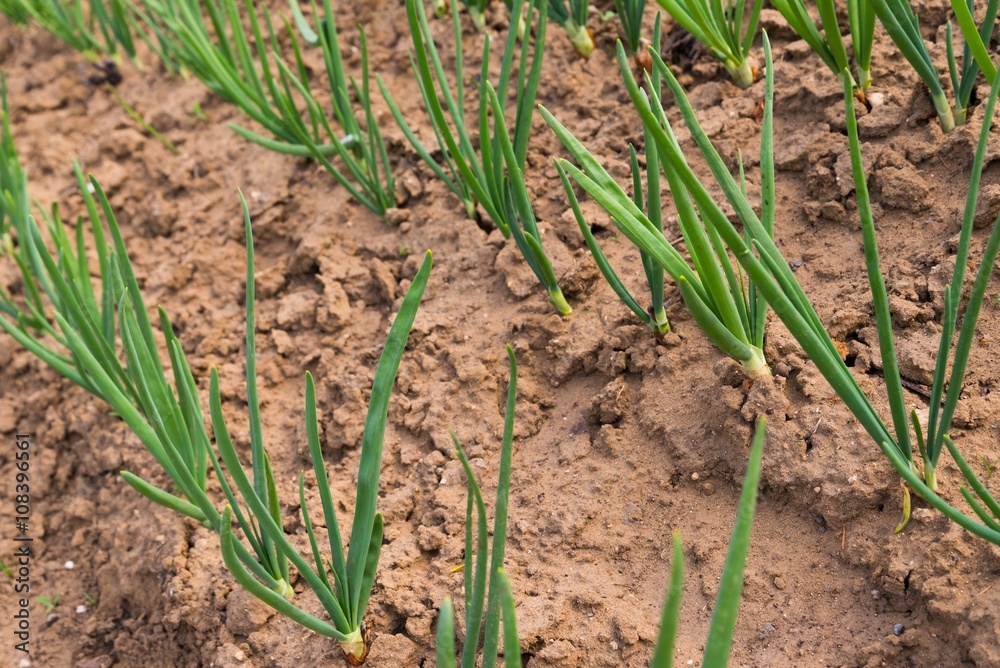 Rows of spring onion sprouts in vegetable garden in early spring Rows of spring onion sprouts in vegetable garden in early spring