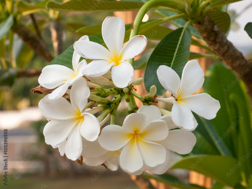 Close up of white plumeria or frangipani blossom on the plumeria Close up of white plumeria or frangipani blossom on the plumeria