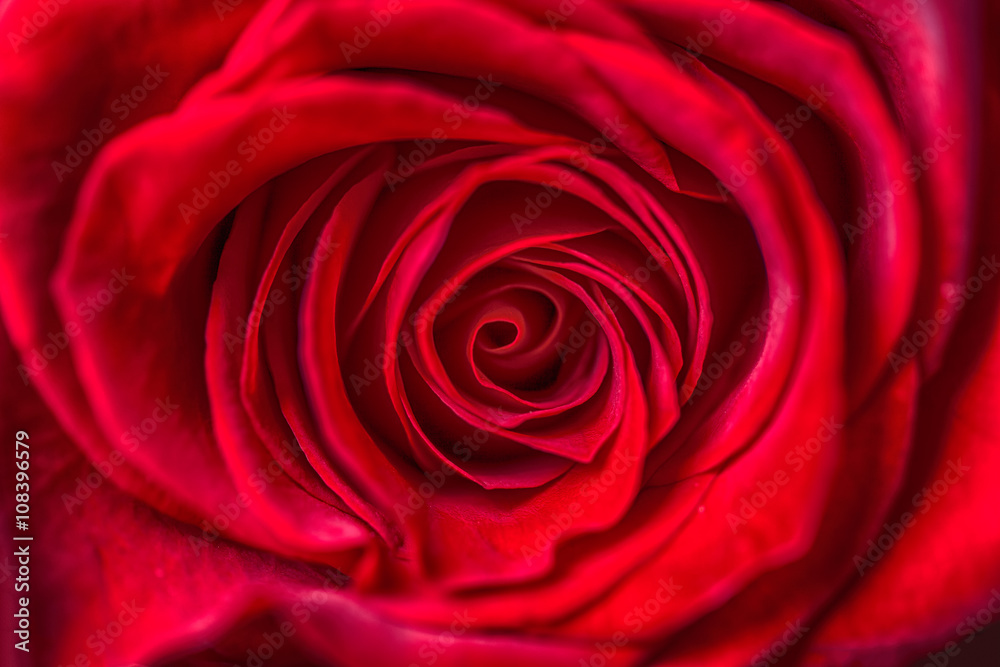 beautiful close up red rose beautiful close up red rose