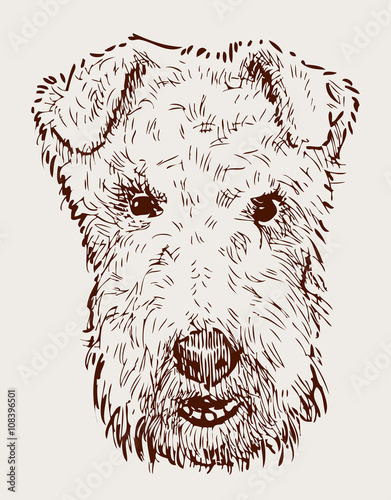 head of airedale terrier