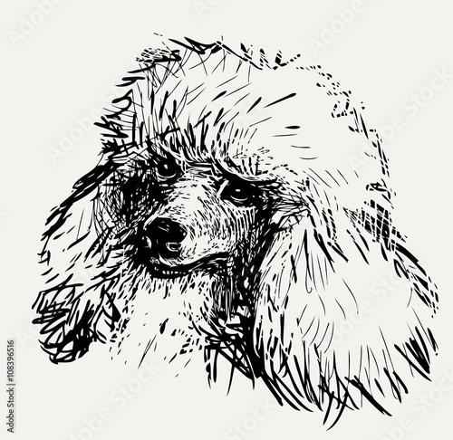 head of poodle