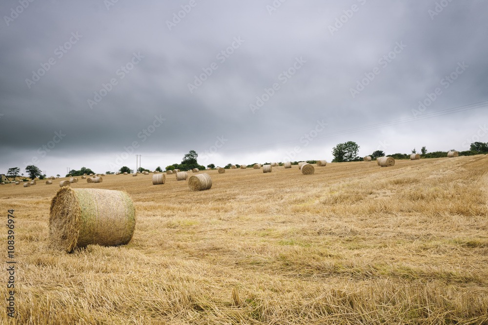 Fototapeta premium Field of hay bales, Donegal, Ulster, Ireland