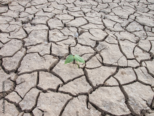 Green small tree growing on cracked soil.