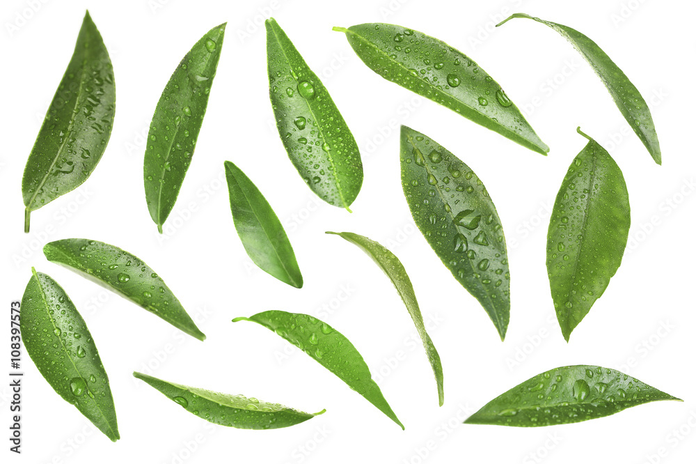 Green citrus leaves, isolated on white Green citrus leaves, isolated on white