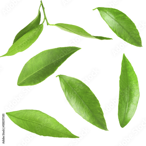 Green citrus leaves, isolated on white