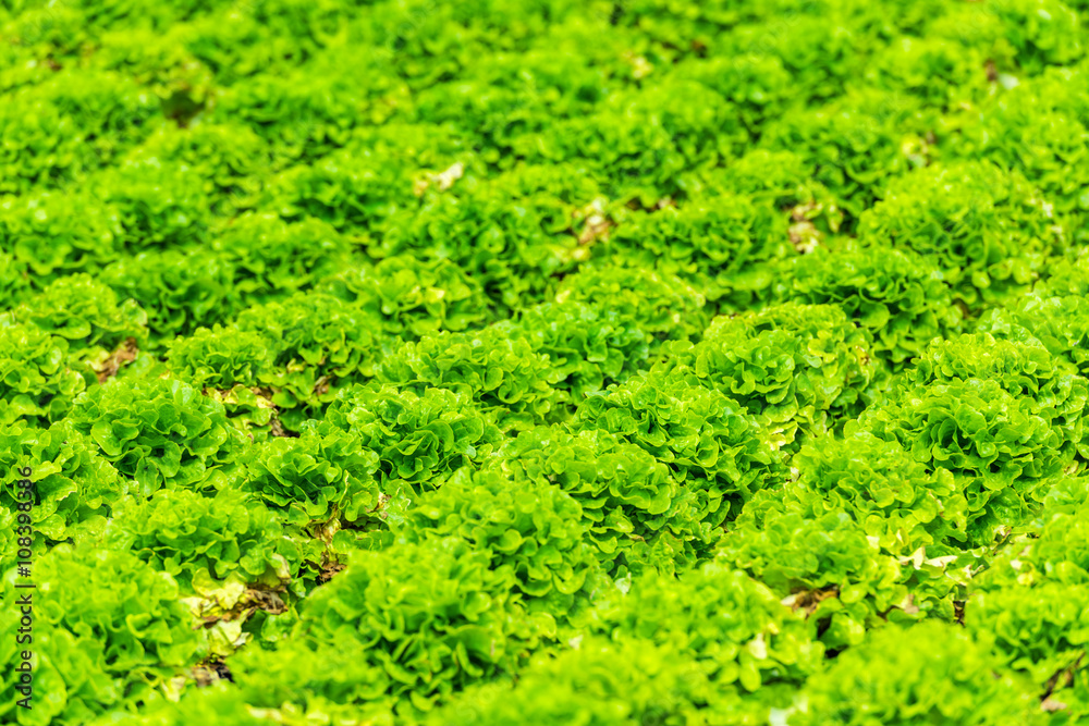 Cultivated field: fresh green salad bed rows