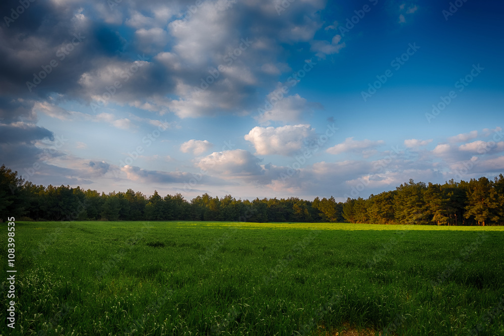 Fototapeta premium Green Field at sunset