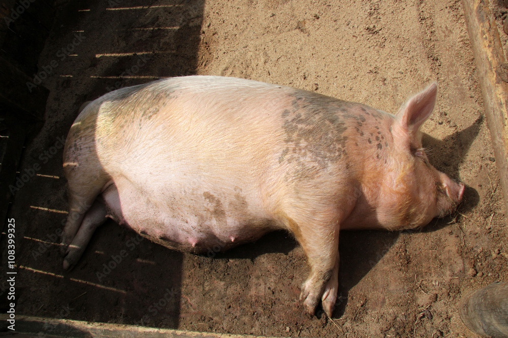 pregnant pig lying on the ground pregnant pig lying on the ground