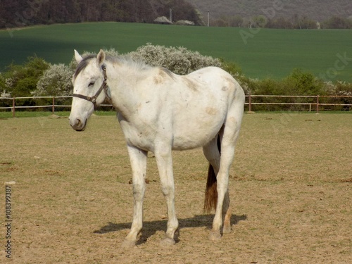 White horse