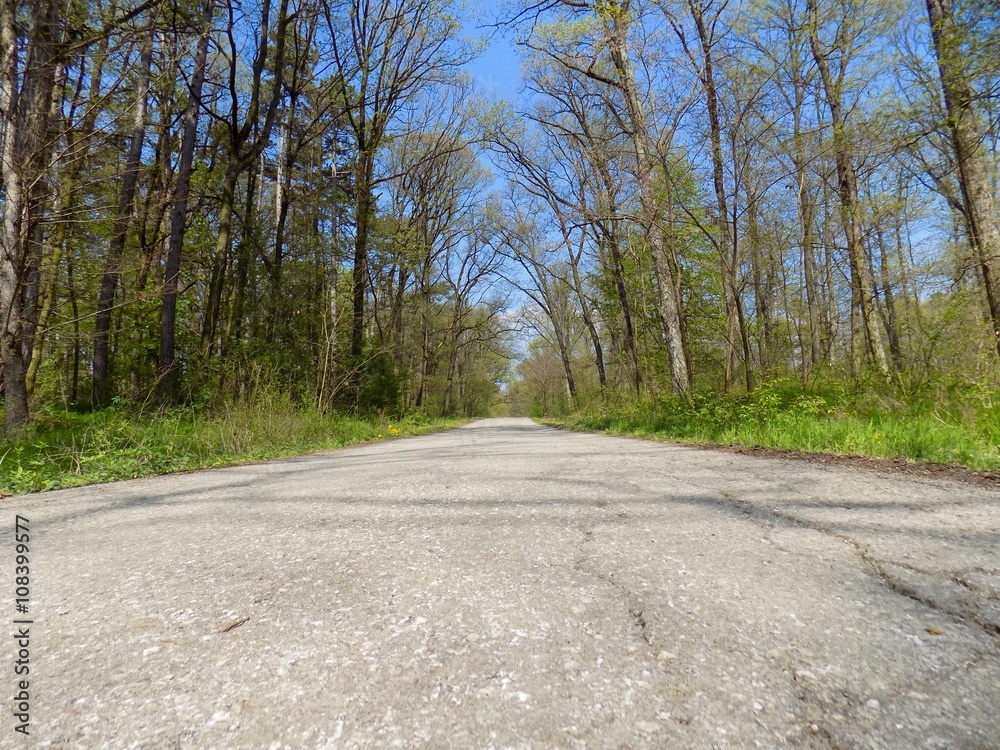 Fototapeta premium Asphalt road in deciduous forest