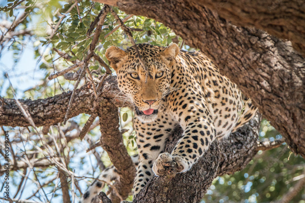 Naklejka premium Leopard in a tree in the Kruger National Park.