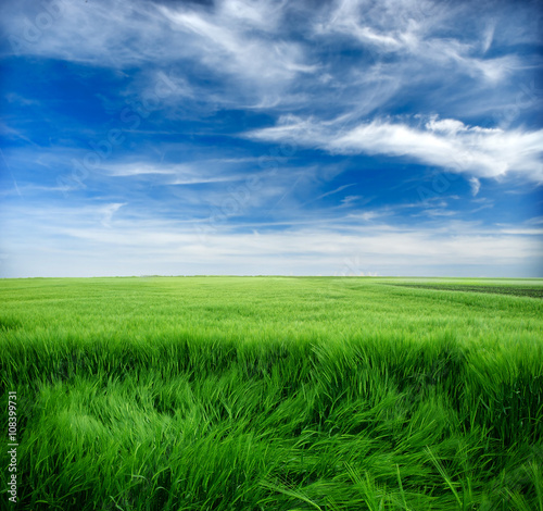 green wheat field