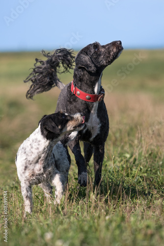 Freundschaft zwischen portugiesischem Wasserhund und Jack Russell Terrier photo