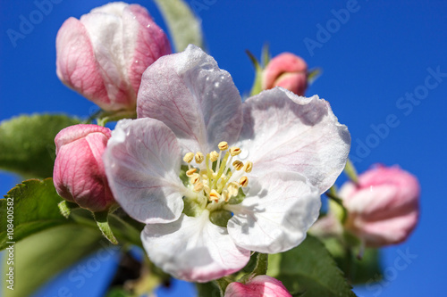 flowers of an apple-tree