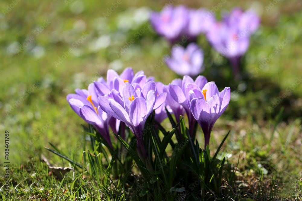 Photo of purple crocuses Photo of purple crocuses