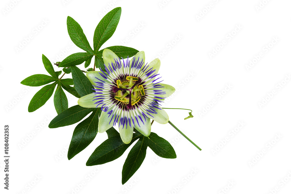 Passiflora or Passion Flower. Homeopathic plant. - obrazy, fototapety, plakaty 