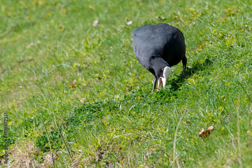 Blässhuhn (Fulica atra) auf einer Wiese und frisst Klee photo