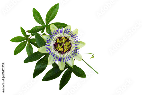 Passiflora or Passion Flower. Homeopathic plant.