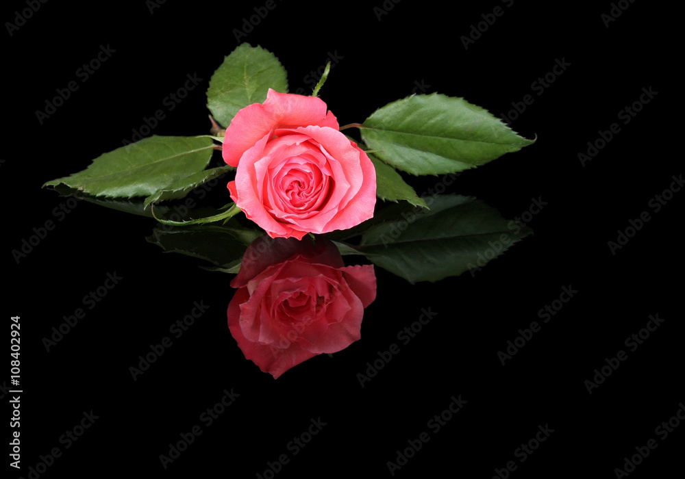 Red rose against black background with reflection Red rose against black background with reflection