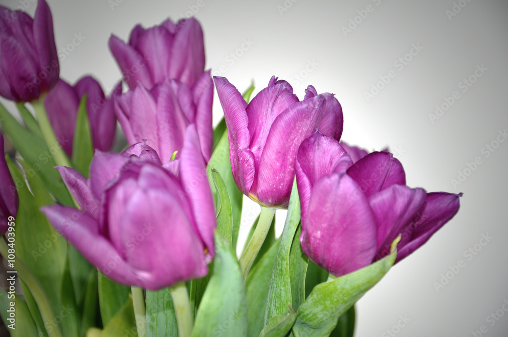 Fototapeta premium Tulpen-Strauß mit Lichtschein