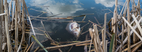 Canvastavla Panorama Fischsterben