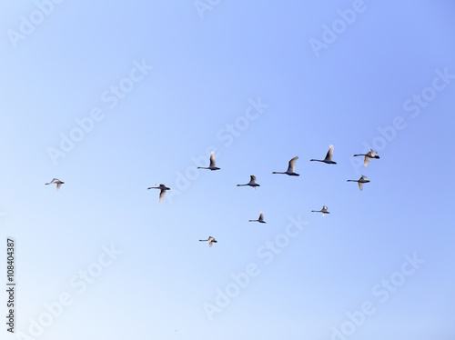 Geese flying in blue spring sky, v-formation © alexugalek