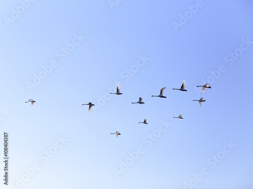 Geese flying in blue spring sky, v-formation