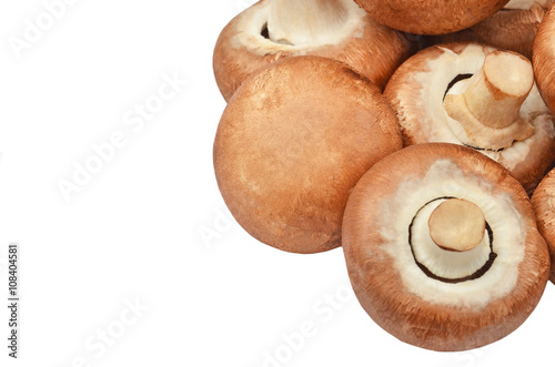 Champignon (True mushroom)
