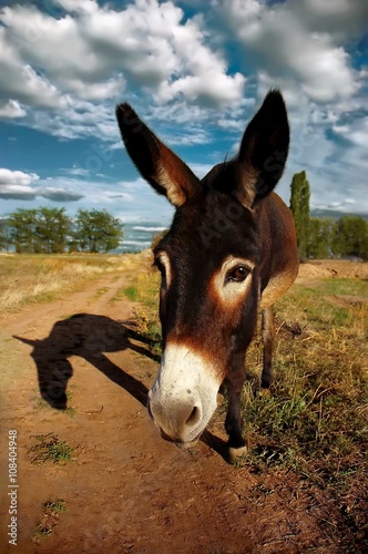 Wide-angle shot of a donkey, looking into camera, casting a long shadow © Olena Ilienko