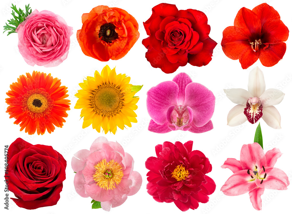 Fototapeta premium Pojedyncza główka kwiatu. Róża, orchidea, piwonia, słonecznik, jaskier