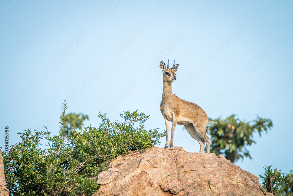 Klipsrpinger on the rocks in the Kruger National Park. Klipsrpinger on the rocks in the Kruger National Park.