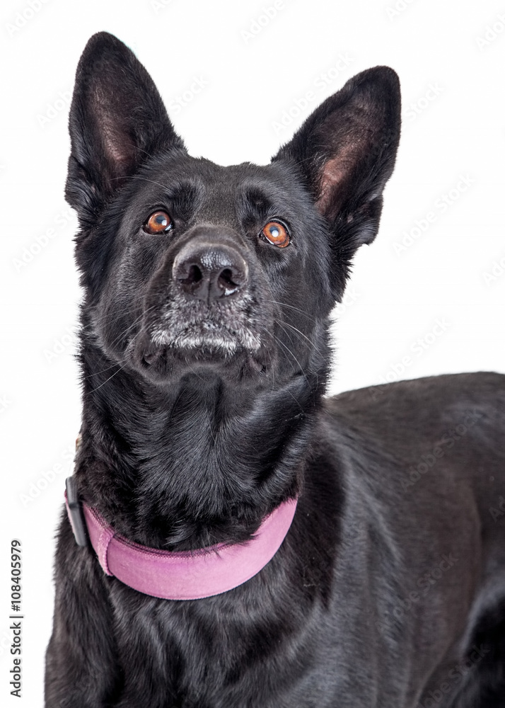 Beautiful Black Shepherd Dog Looking Up Beautiful Black Shepherd Dog Looking Up
