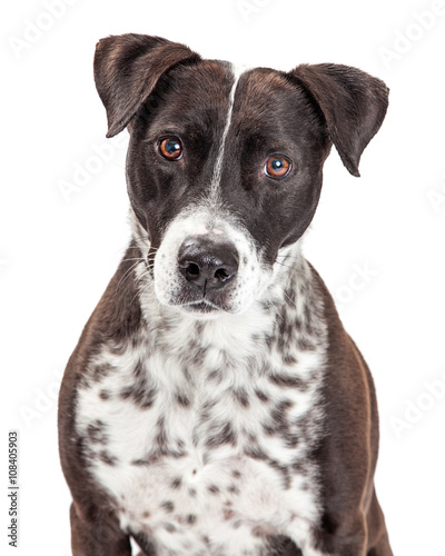 Attentive MIxed Breed Spotted Dog