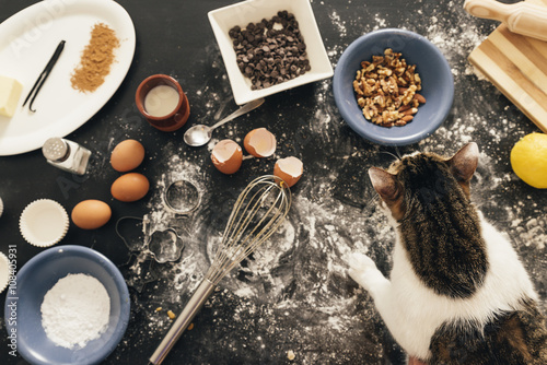 Photography Eating cat food remains.